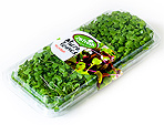 Microgreens micro-green Israel wholesale microherbs grower direct supply